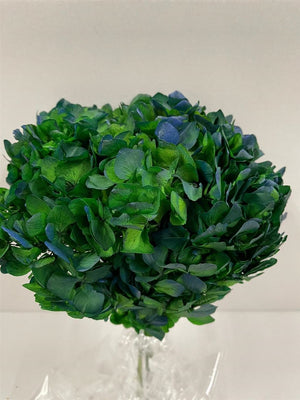 Preserved Hydrangea Natural Blue Green