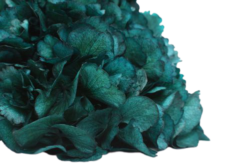 preserved hydrangea, infinity hydrangea, blue metal hydrangea, hydrangea that last years