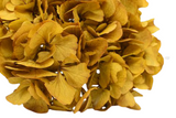 preserved hydrangea, infinity hydrangea, saffron hydrangea, hydrangea that last years