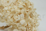 Preserved Hydrangea | Pastel Ivory